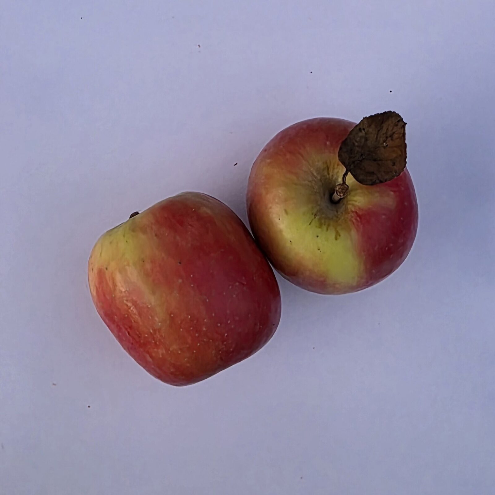 Delightfully Fresh Organics Certified Organic Apples - Gala