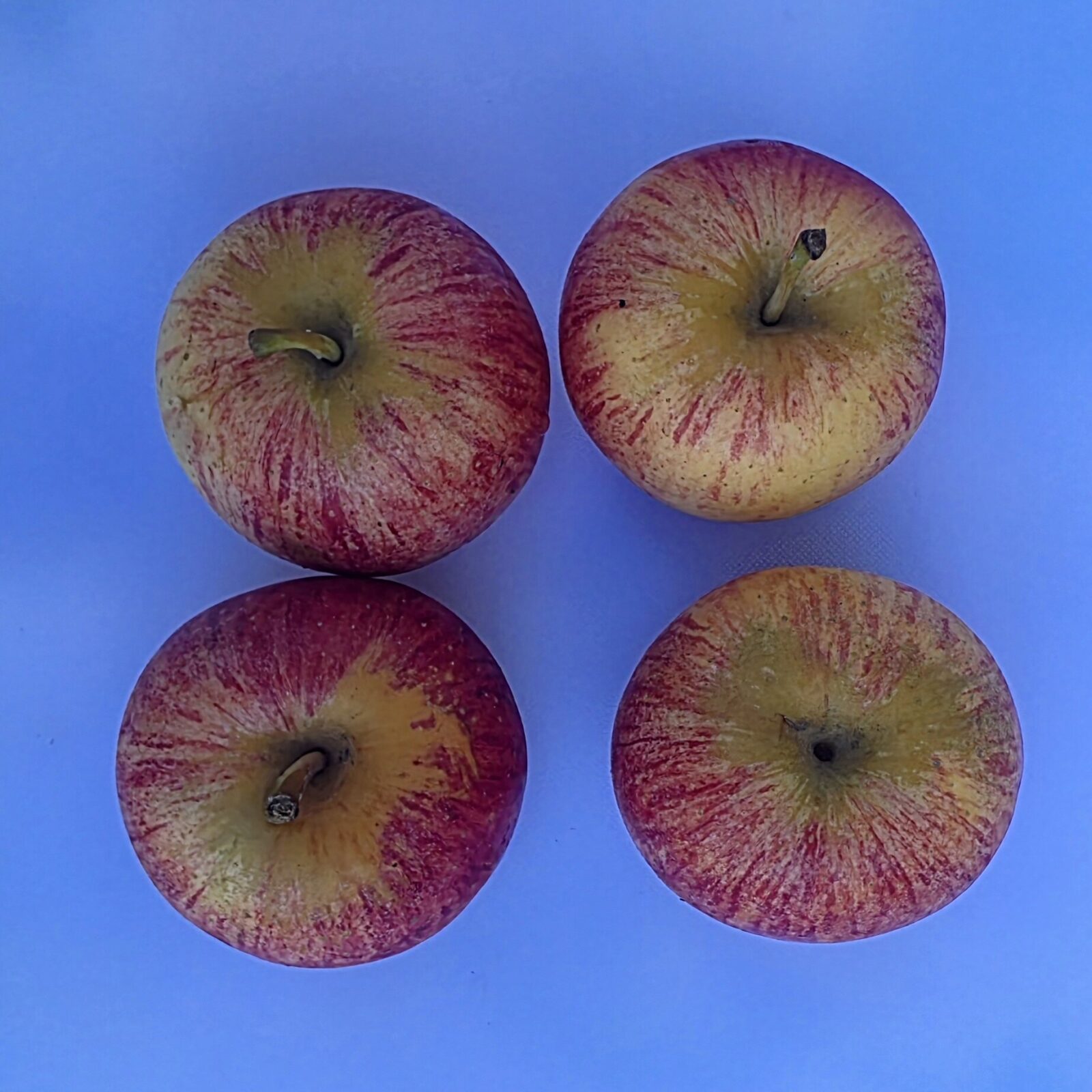 Delightfully Fresh Organics Certified Organic Apples - Gala, view 2 of 2