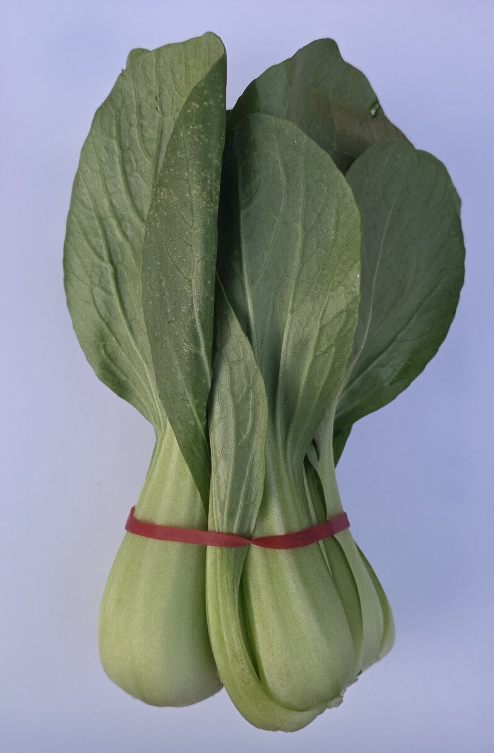 Delightfully Fresh Organics Certified Organic Baby Bok Choy