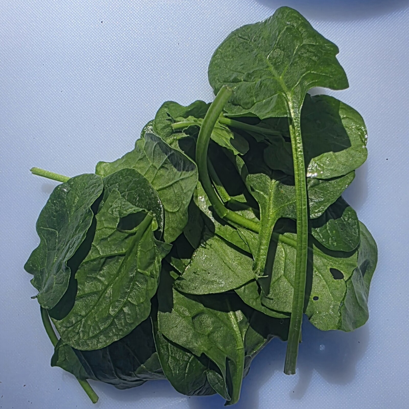 Delightfully Fresh Organics Certified Organic Baby Spinach 150g, view 2 of 2
