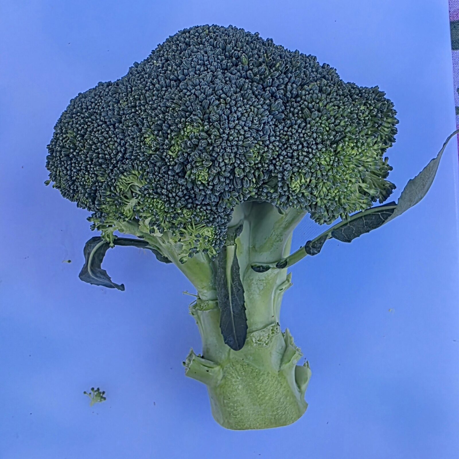 Delightfully Fresh Organics Certified Organic Broccoli, view 2 of 2
