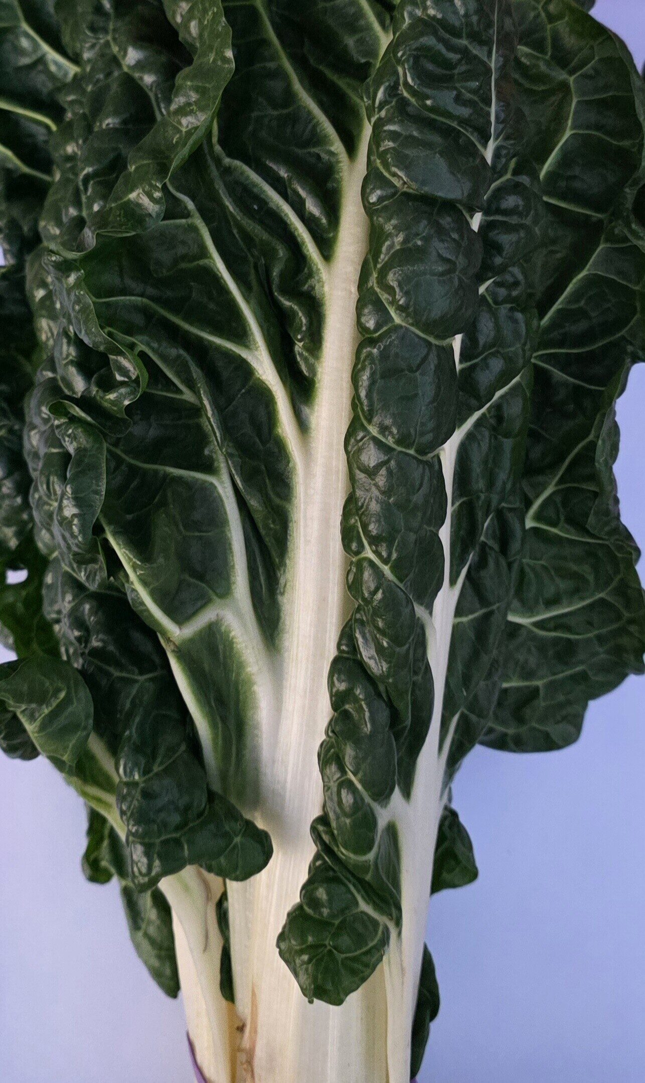 Delightfully Fresh Organics Certified Organic Silverbeet (bunch)