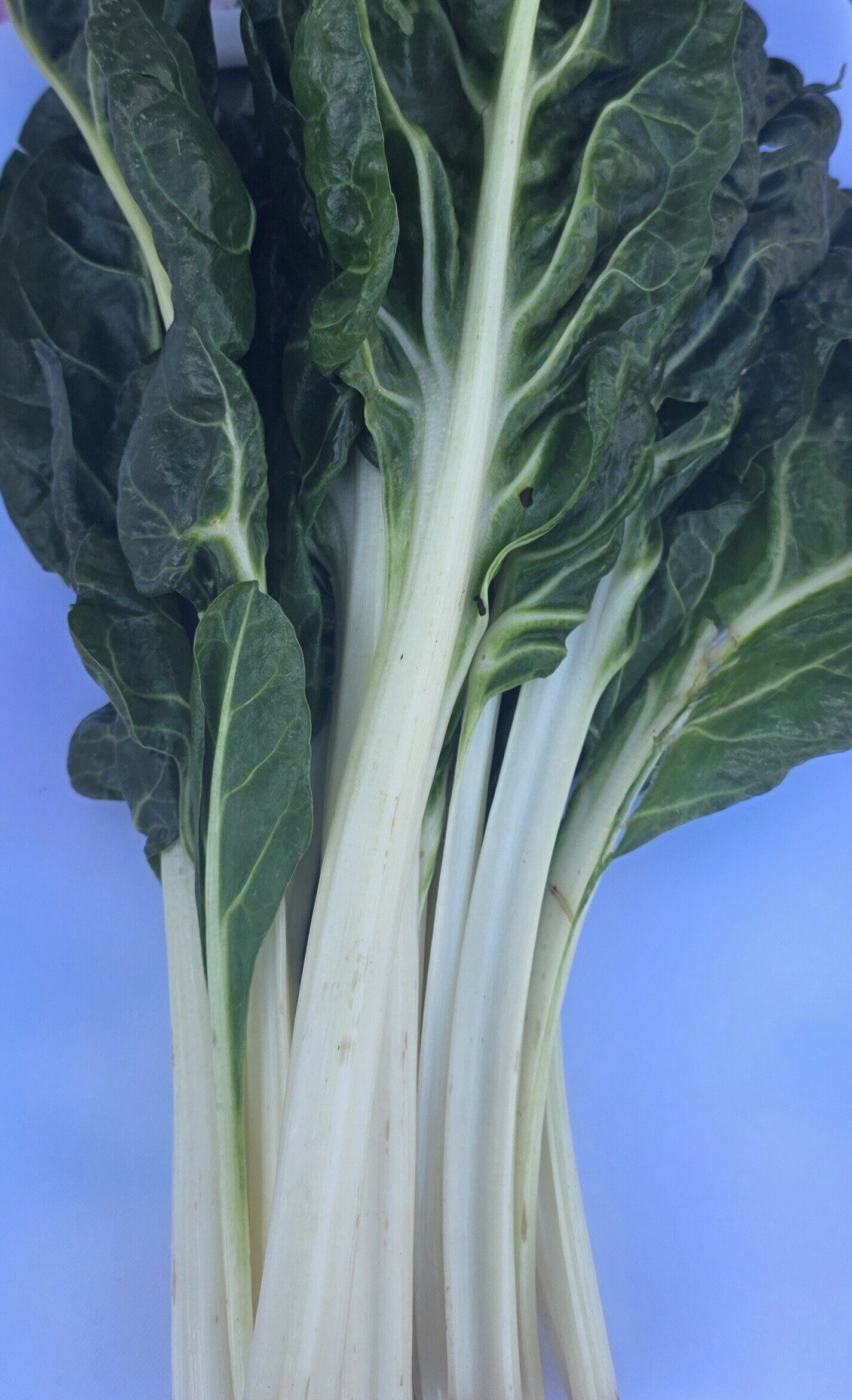 Delightfully Fresh Organics Certified Organic Silverbeet (bunch), view 2 of 2